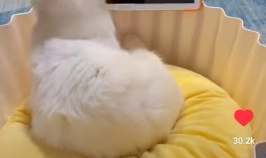 My cat never watches tv