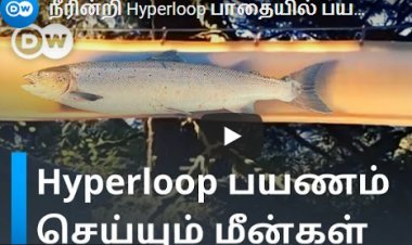 நீரின்றி Hyperloop பாதையில் பயணிக்கும் மீன்கள்