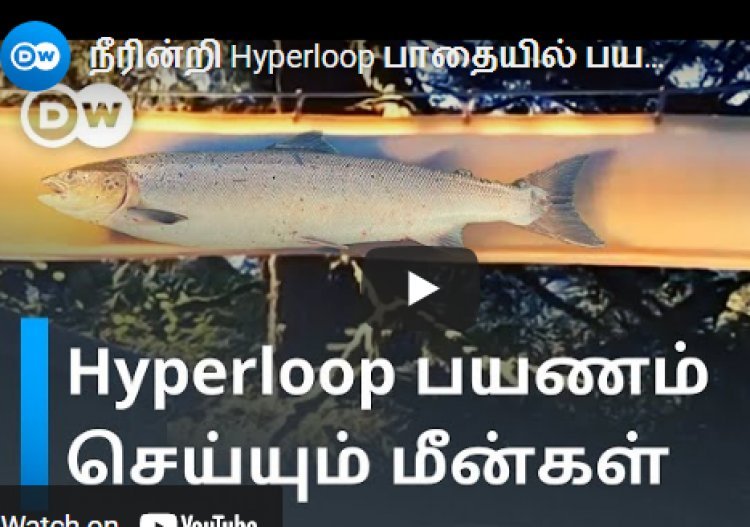 நீரின்றி Hyperloop பாதையில் பயணிக்கும் மீன்கள்